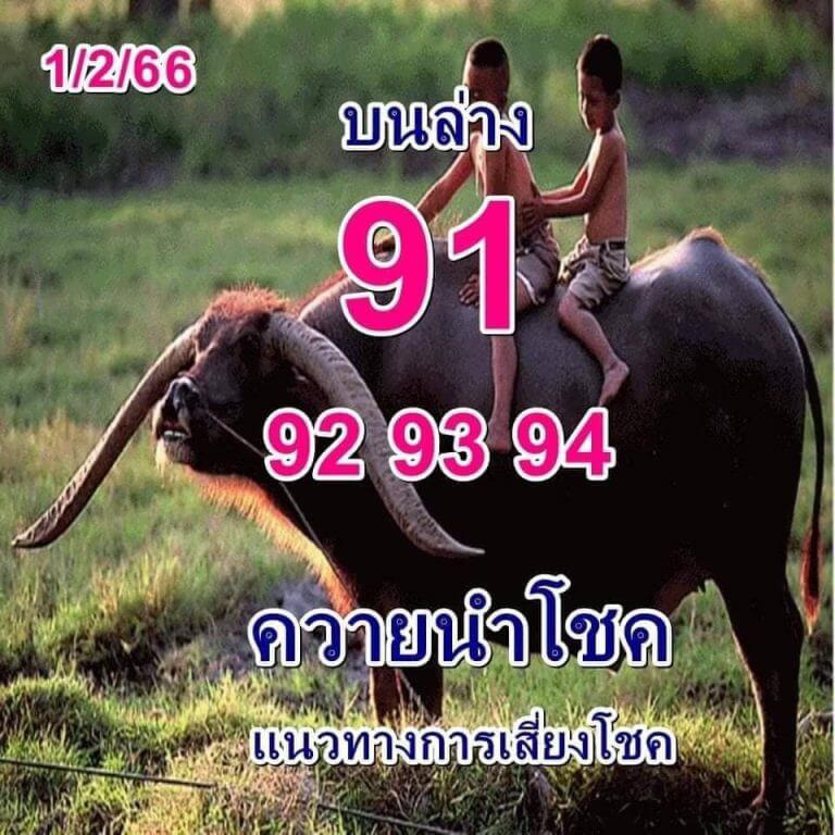 หวยควายนำโชค 1-2-66